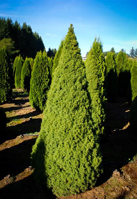 dwarf alberta spruce tree